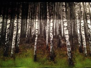 Printed photo on microfibre - Silver birch forest.
