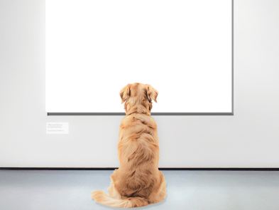 Back of a Golden Retriever - facing a white projector screen.